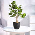 GloboStar® Artificial Garden POLYSCIAS SCUTELLARIA TREE 20424 Τεχνητό Διακοσμητικό Φυτό Πολυσκιά Υ50cm