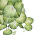 GloboStar® Artificial Garden SYNGONIUM HANGING PLANT 20607 Τεχνητό Διακοσμητικό Κρεμαστό Φυτό Συγκόνιο Υ45cm - ledmania.gr