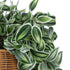 GloboStar® Artificial Garden GOLDEN BELL WILLOW HANGING PLANT 20627 Τεχνητό Κρεμαστό Διακοσμητικό Φυτό Ιτίας  Y80cm - ledmania.gr