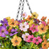 GloboStar® Artificial Garden GERBERA HANGING PLANT 20635 Τεχνητό Κρεμαστό Διακοσμητικό Φυτό Ζέρμπερας Y55cm - ledmania.gr