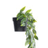 GloboStar® Artificial Garden HANGING DUTCH BEAN 20883 - Τεχνητό Κρεμαστό Διακοσμητικό Φυτό Ολλανδικό Φασόλι Φ28 x Y70cm - ledmania.gr