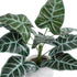 GloboStar® Artificial Garden ALOCASIA 20886 Τεχνητό Διακοσμητικό Φυτό Αλοκασία Φ38 x Υ33cm - ledmania.gr