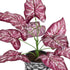 GloboStar® Artificial Garden RED POLKA 20887 Τεχνητό Διακοσμητικό Φυτό Κόκκινη Πόλκα Φ38 x Υ33cm - ledmania.gr