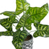GloboStar® Artificial Garden PEACOCK 20888 Τεχνητό Διακοσμητικό Φυτό Παγώνι Φ38 x Υ33cm - ledmania.gr