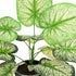 GloboStar® Artificial Garden CALADIUM 20889 Τεχνητό Διακοσμητικό Φυτό Τροπικό Φυτό Φ40 x Υ33cm - ledmania.gr