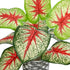GloboStar® Artificial Garden CALADIUM 20891 Τεχνητό Διακοσμητικό Φυτό Τροπικό Φυτό Φ40 x Υ33cm - ledmania.gr