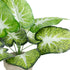 GloboStar® Artificial Garden CALADIUM POTTED PLANT 20894 Διακοσμητικό Φυτό Καλάντιουμ Φ40 x Υ33cm - ledmania.gr