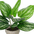 GloboStar® Artificial Garden SILVER POTHOS POTTED PLANT 20896 Διακοσμητικό Φυτό Πόθος Φ40 x Υ33cm - ledmania.gr