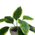 GloboStar® Artificial Garden YELLOW HOSTA 20899 Τεχνητό Διακοσμητικό Φυτό Κίτρινη Χόστα Υ40cm - ledmania.gr