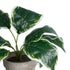 GloboStar® Artificial Garden WHITE HOSTA 20900 Διακοσμητικό Φυτό Λευκή  Χόστα Υ40cm - ledmania.gr