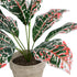 GloboStar® Artificial Garden RED AGLAONEMA POTTED PLANT 20901 Διακοσμητικό Φυτό Κόκκινο Αγλαόνημα Φ40 x Υ33cm - ledmania.gr