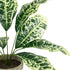 GloboStar® Artificial Garden YELLOW AGLAONEMA POTTED PLANT 20902 Διακοσμητικό Φυτό Κίτρινο Αγλαόνημα Φ40 x Υ33cm - ledmania.gr