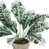 GloboStar® Artificial Garden WHITE AGLAONEMA POTTED PLANT 20903 Διακοσμητικό Φυτό Λευκό Αγλαόνημα Φ40 x Υ33cm - ledmania.gr