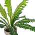 GloboStar® Artificial Garden  ASPLENIUM POTTED PLANT 20904 Διακοσμητικό Φυτό Aslenium Φ40 x Υ33cm - ledmania.gr