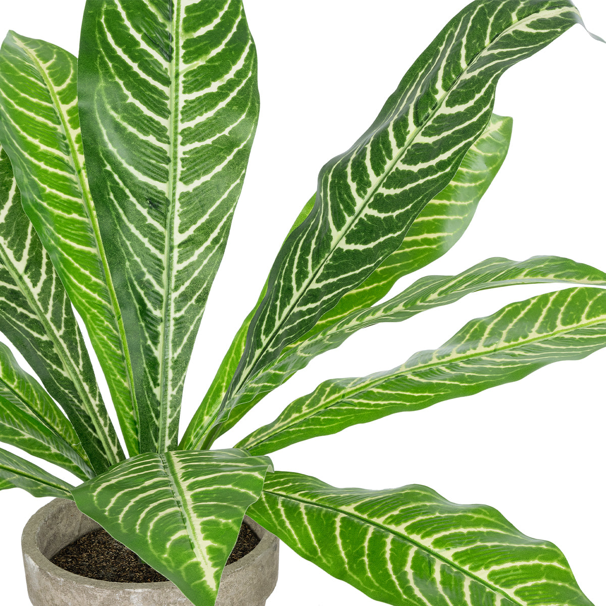 GloboStar® Artificial Garden  ZEBRA POTTED PLANT 20906 Διακοσμητικό Φυτό Ζέμπρα Φ40 x Υ33cm - ledmania.gr