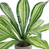 GloboStar® Artificial Garden  DRACAENA POTTED PLANT 20907 Διακοσμητικό Φυτό Δράκενα Φ40 x Υ33cm - ledmania.gr