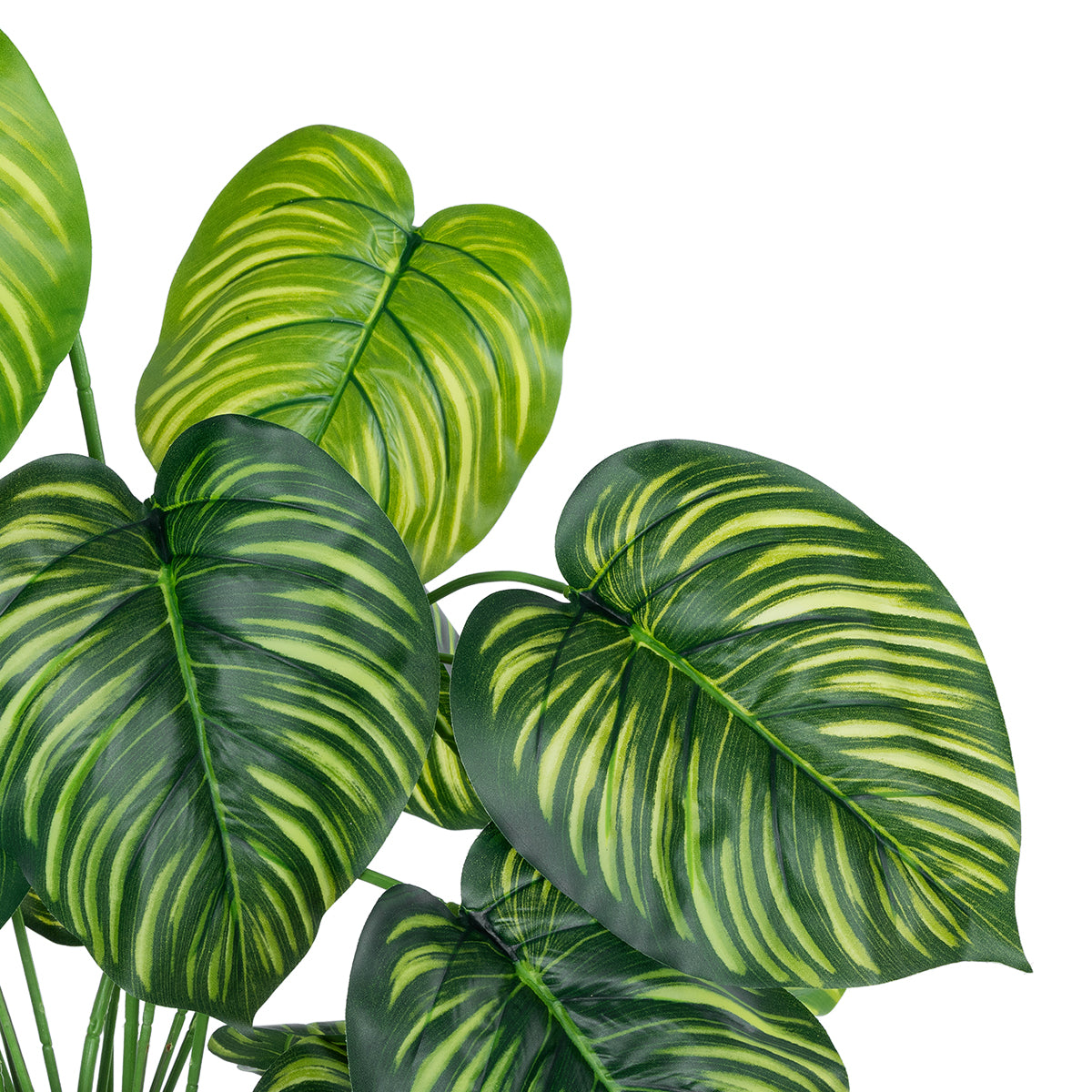 GloboStar® Artificial Garden CALATHEA 20912 Διακοσμητικό Φυτό Καλαθέα Υ75cm - ledmania.gr