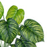 GloboStar® Artificial Garden CALATHEA 20912 Διακοσμητικό Φυτό Καλαθέα Υ75cm - ledmania.gr