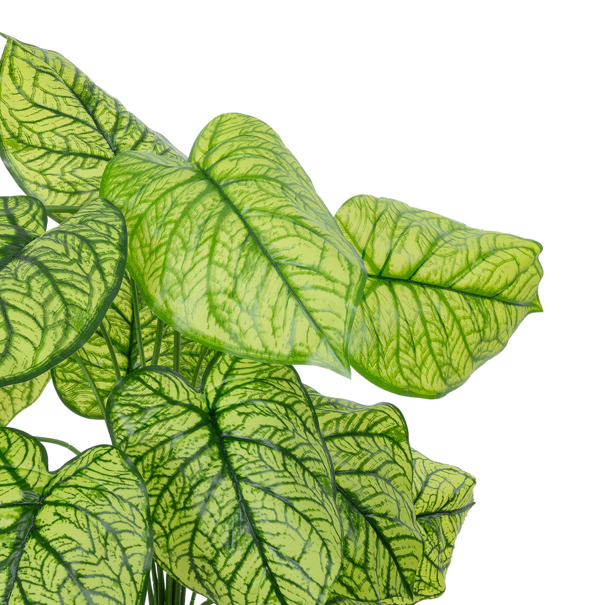 GloboStar® Artificial Garden CALADIUM 20913 Διακοσμητικό Φυτό Καλάντιουμ Υ75cm - ledmania.gr