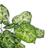 GloboStar® Artificial Garden DIEFFENBACHIA 20914 Διακοσμητικό Φυτό Υ75cm - ledmania.gr