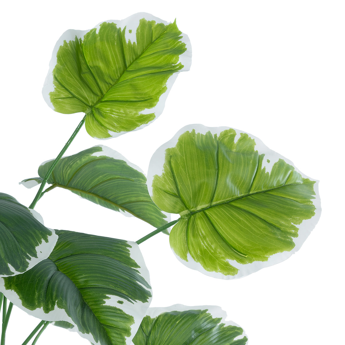 GloboStar® Artificial Garden WHITE HOSTA 20920 Διακοσμητικό Φυτό Λευκή Χόστα Υ80cm - ledmania.gr