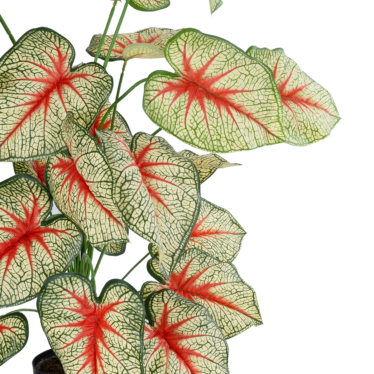GloboStar® Artificial Garden CALADIUM 20921 Διακοσμητικό Φυτό Καλάντιουμ Υ80cm - ledmania.gr