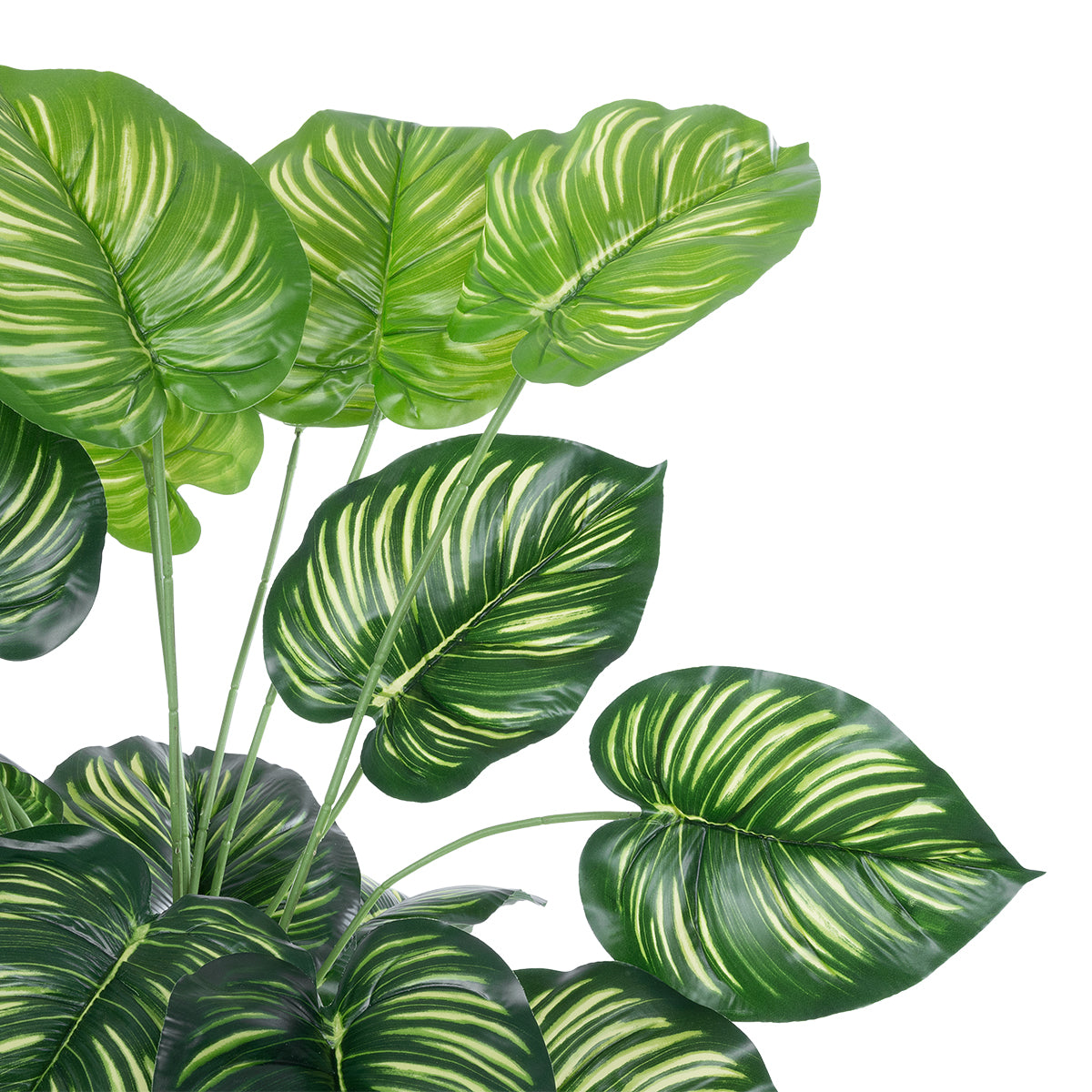 GloboStar® Artificial Garden CALATHEA 20922 Διακοσμητικό Φυτό Καλαθέα Υ80cm - ledmania.gr