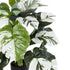 GloboStar® Artificial Garden ALBINO MONSTERA 20925 Διακοσμητικό Φυτό Λευκή Μονστέρα Υ75cm - ledmania.gr