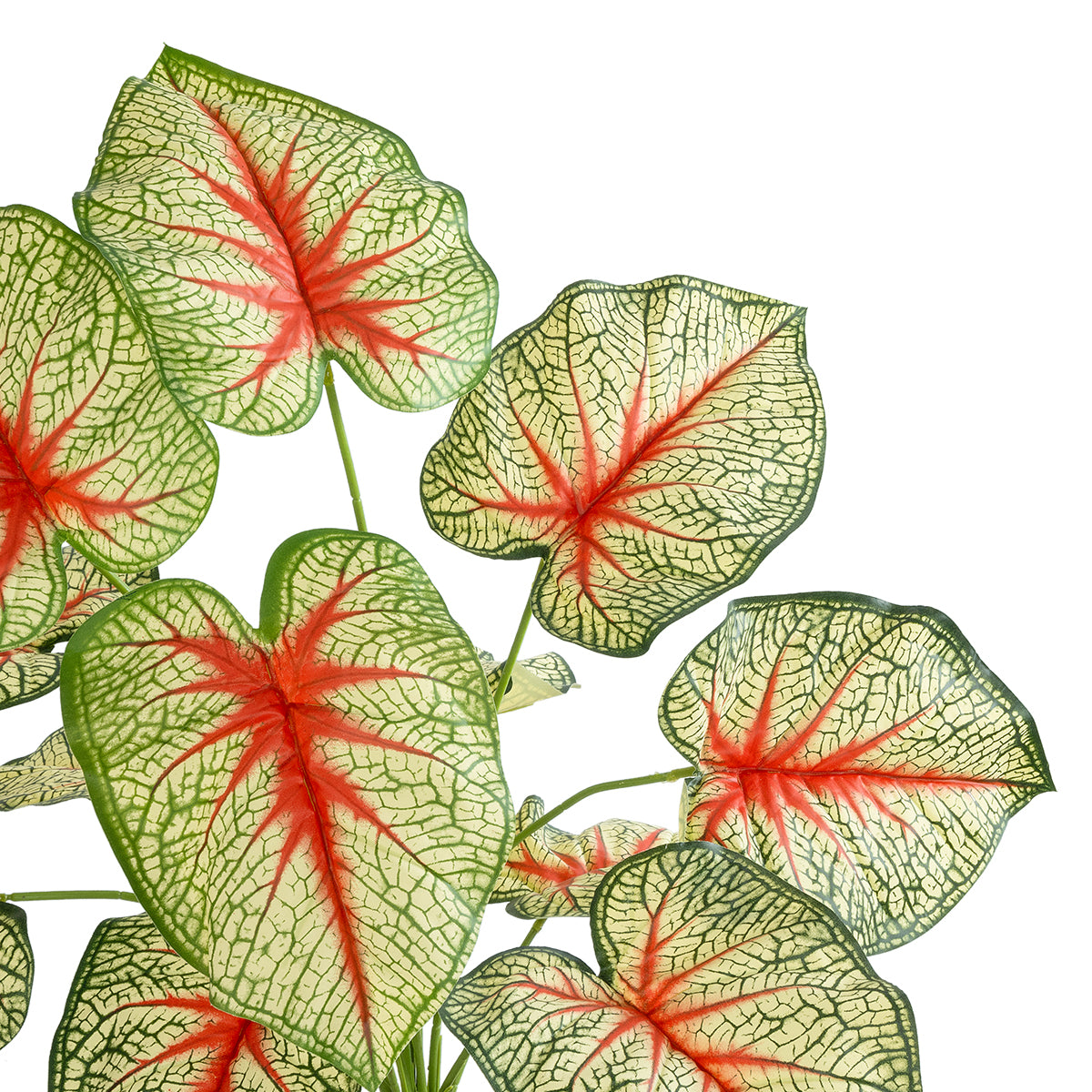 GloboStar® Artificial Garden CALADIUM 20932 Διακοσμητικό Φυτό Καλάντιουμ Υ55cm - ledmania.gr
