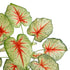 GloboStar® Artificial Garden CALADIUM 20932 Διακοσμητικό Φυτό Καλάντιουμ Υ55cm - ledmania.gr