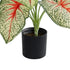 GloboStar® Artificial Garden CALADIUM 20932 Διακοσμητικό Φυτό Καλάντιουμ Υ55cm - ledmania.gr