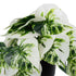 GloboStar® Artificial Garden ALBINO MONSTERA PLANT 20946 Διακοσμητικό Φυτό Μονστέρα Φ23 x Υ16cm - ledmania.gr