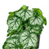 GloboStar® Artificial Garden WHITE BEGONIA PLANT 20947 Διακοσμητικό Φυτό Λευκή Μπιγόνια Φ23 x Υ16cm - ledmania.gr