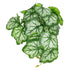 GloboStar® Artificial Garden WHITE BEGONIA PLANT 20947 Διακοσμητικό Φυτό Λευκή Μπιγόνια Φ23 x Υ16cm - ledmania.gr
