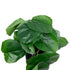 GloboStar® Artificial Garden STRAWBERRY PLANT 20951 Διακοσμητικό Φυτό Φράουλα Φ23 x Υ16cm - ledmania.gr