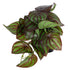 GloboStar® Artificial Garden BROWN PEPEROMIA PLANT 20952 Διακοσμητικό Φυτό Καφέ Πεπερόμια Φ23 x Υ16cm - ledmania.gr
