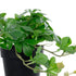 GloboStar® Artificial Garden SCHEFFLERA PLANT 20954 Διακοσμητικό Φυτό Σεφλέρα Φ18 x Υ17cm - ledmania.gr