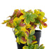 GloboStar® Artificial Garden SCHEFFLERA MIX PLANT 20956 Διακοσμητικό Φυτό Σεφλέρα Φ20 x Υ18cm - ledmania.gr