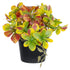 GloboStar® Artificial Garden SCHEFFLERA MIX PLANT 20956 Διακοσμητικό Φυτό Σεφλέρα Φ20 x Υ18cm - ledmania.gr