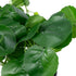 GloboStar® Artificial Garden BELL PLANT 20957 Διακοσμητικό Φυτό Σεφλέρα Φ47 x Υ22cm - ledmania.gr