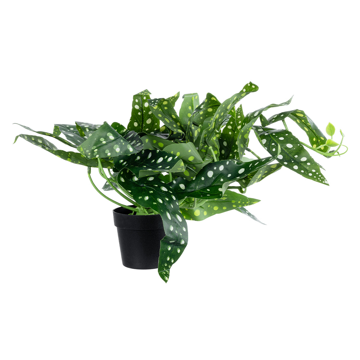 GloboStar® Artificial Garden BEGONIA POLKA DOT PLANT 20959 Διακοσμητικό Φυτό Βιγόνια Φ50 x Υ22cm - ledmania.gr