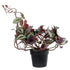 GloboStar® Artificial Garden ZEBRINA PLANT 20961 Διακοσμητικό Φυτό Ζεμπρίνα Φ45 x Υ22cm - ledmania.gr