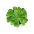 GloboStar® Artificial Garden SUCCULENT CRASSULA POTTED PLANT 20986 Διακοσμητικό Φυτό Κρασούλα Φ6 x Υ10cm - ledmania.gr