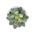 GloboStar® Artificial Garden SUCCULENT SEDEVERIA POTTED PLANT 20987 Διακοσμητικό Φυτό Σεδεβέρια Φ7 x Υ7,5cm - ledmania.gr