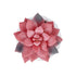 GloboStar® Artificial Garden SUCCULENT SEDEVERIA POTTED PLANT 20989 Διακοσμητικό Φυτό Σεδεβέρια Φ6,5 x Υ8cm - ledmania.gr