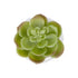 GloboStar® Artificial Garden SUCCULENT ECHEVERIA POTTED PLANT 20991 Διακοσμητικό Φυτό Εχεβέρια Φ6 x Υ8,5cm - ledmania.gr