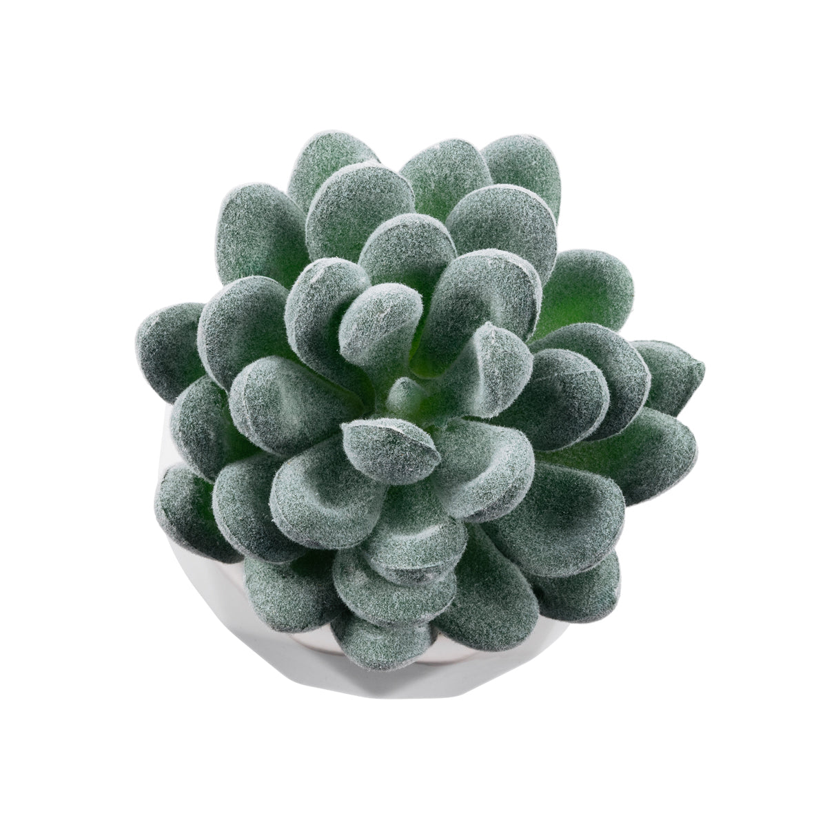 GloboStar® Artificial Garden SUCCULENT SEDEVERIA 21001 Διακοσμητικό Φυτό Παχύφυτο Σεντεβέρια Υ9.5cm - ledmania.gr