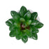 GloboStar® Artificial Garden SUCCULENT SEDEVERIA POTTED PLANT 21002 Διακοσμητικό Φυτό Σεδεβέρια  Φ8 x Υ9cm - ledmania.gr