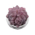 GloboStar® Artificial Garden SUCCULENT SEDEVERIA 21005 Διακοσμητικό Φυτό Παχύφυτο Σεντεβέρια Υ8cm - ledmania.gr