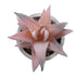 GloboStar® Artificial Garden SUCCULENT ALOE 21032 Διακοσμητικό Φυτό Παχύφυτο Αλόη Υ11cm - ledmania.gr